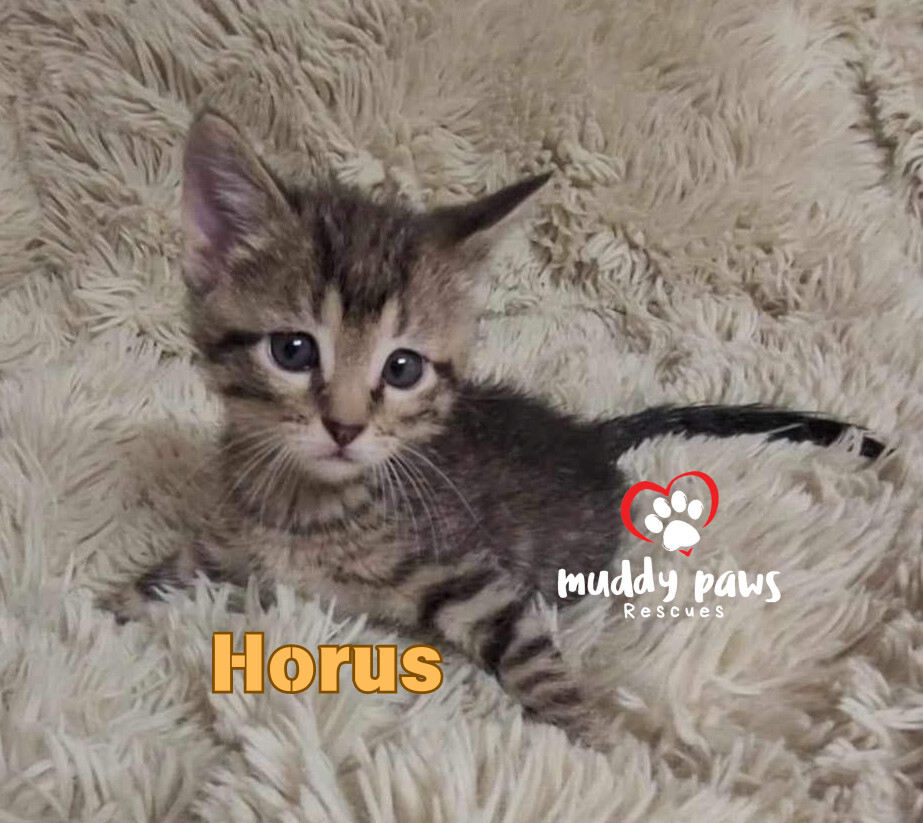 Egypt Litter 2: Horus