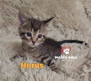 Egypt Litter 2: Horus