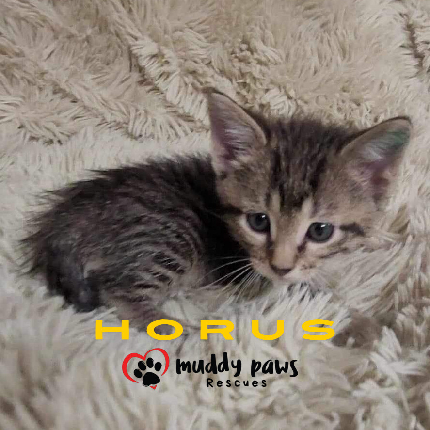 Egypt Litter 2: Horus