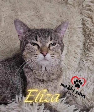 Eliza - Mama/Egypt Litter 2