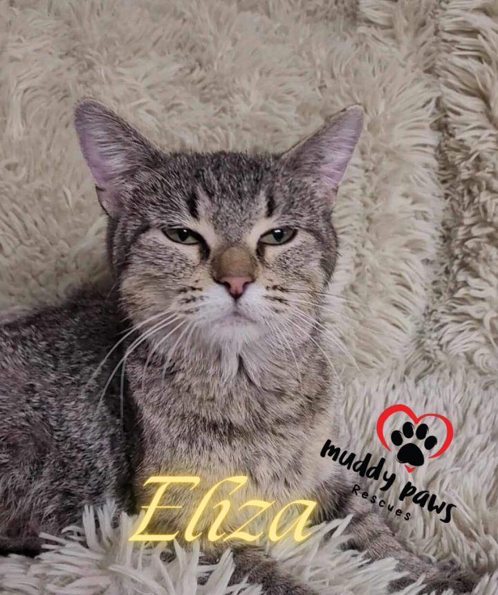 Eliza - Mama/Egypt Litter 2 1