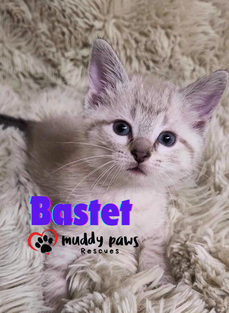 Egypt Litter 2: Bastet - No Longer Accepting Applications