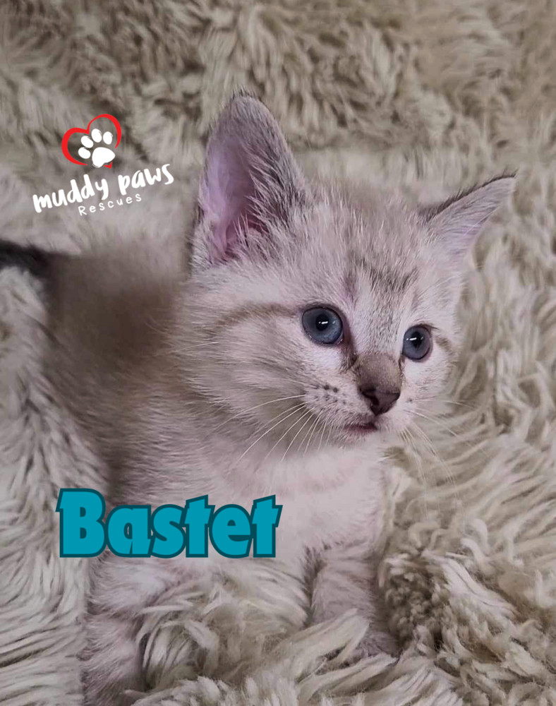 Egypt Litter 2: Bastet - No Longer Accepting Applications