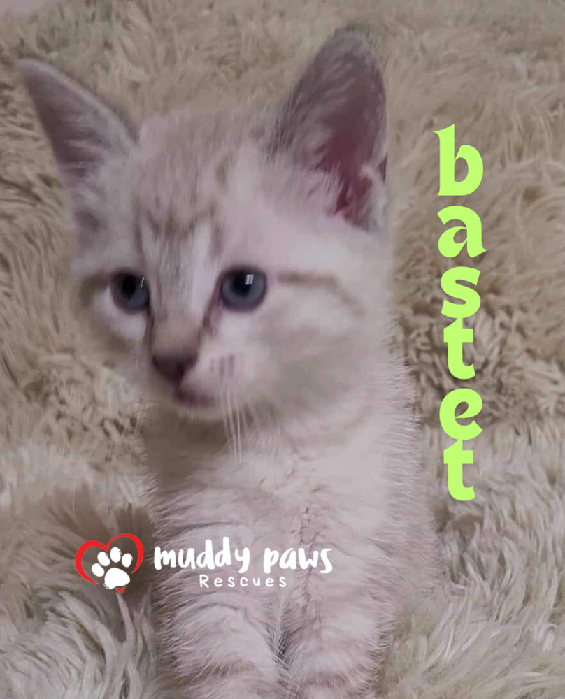 Egypt Litter 2: Bastet - No Longer Accepting Applications