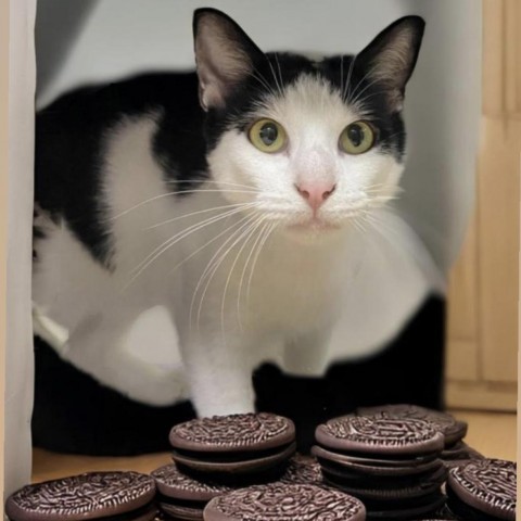 Oreo Kitty