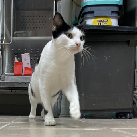 Oreo Kitty