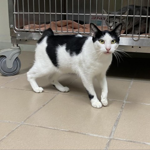 Oreo Kitty