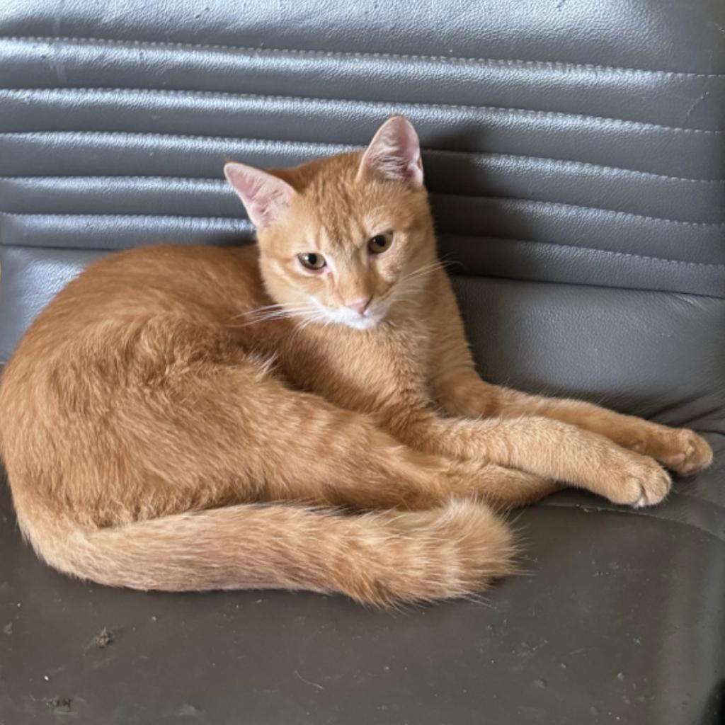 Alpha Kuwait, an adoptable Abyssinian in Merrifield, VA, 22116 | Photo Image 1