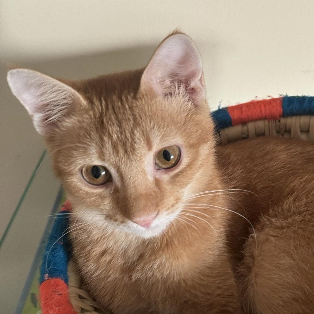 Alpha Kuwait, an adoptable Abyssinian in Merrifield, VA, 22116 | Photo Image 2