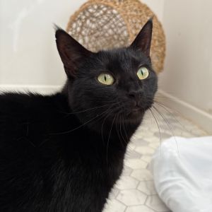 Lilac 2024, Young Female Domestic Short Hair