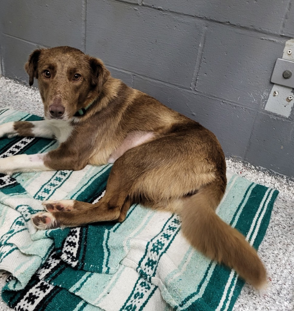 Cinnamon, an adoptable Mixed Breed in Medford, WI, 54451 | Photo Image 1