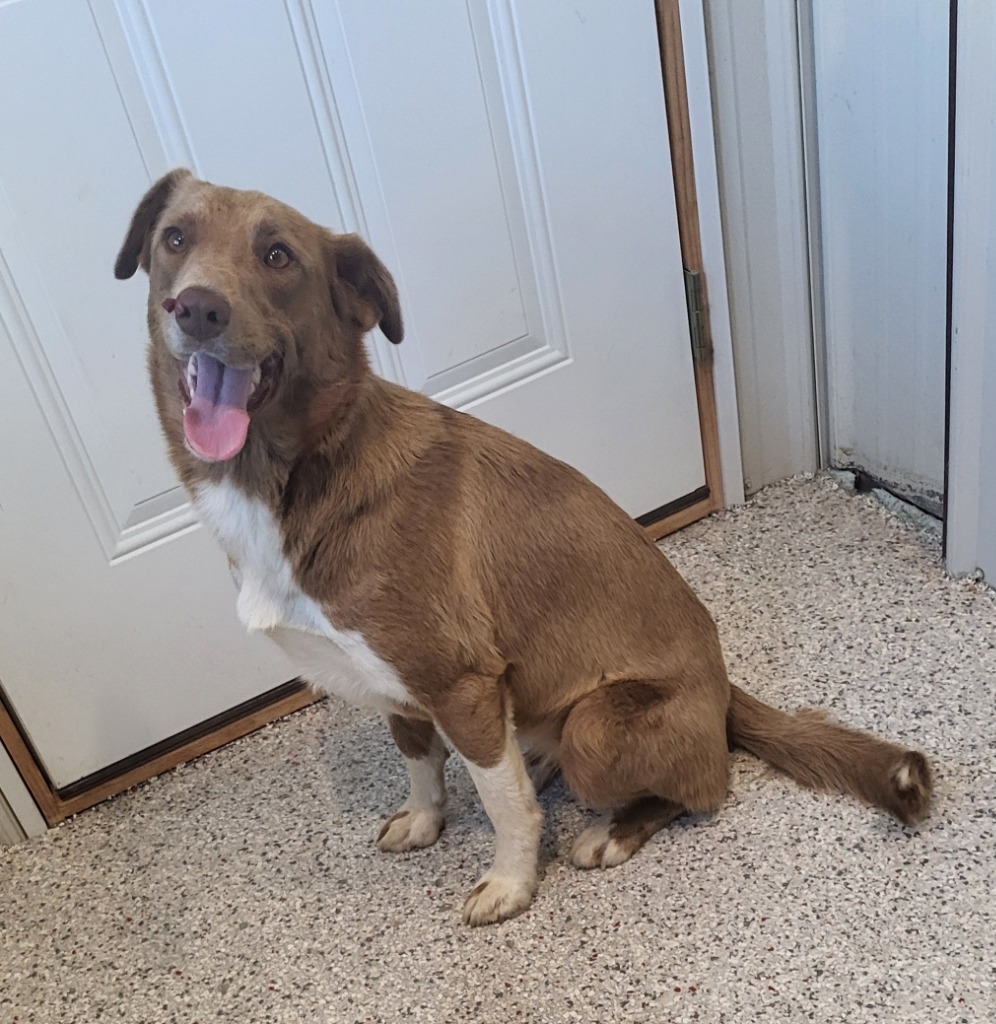 Cinnamon, an adoptable Mixed Breed in Medford, WI, 54451 | Photo Image 2