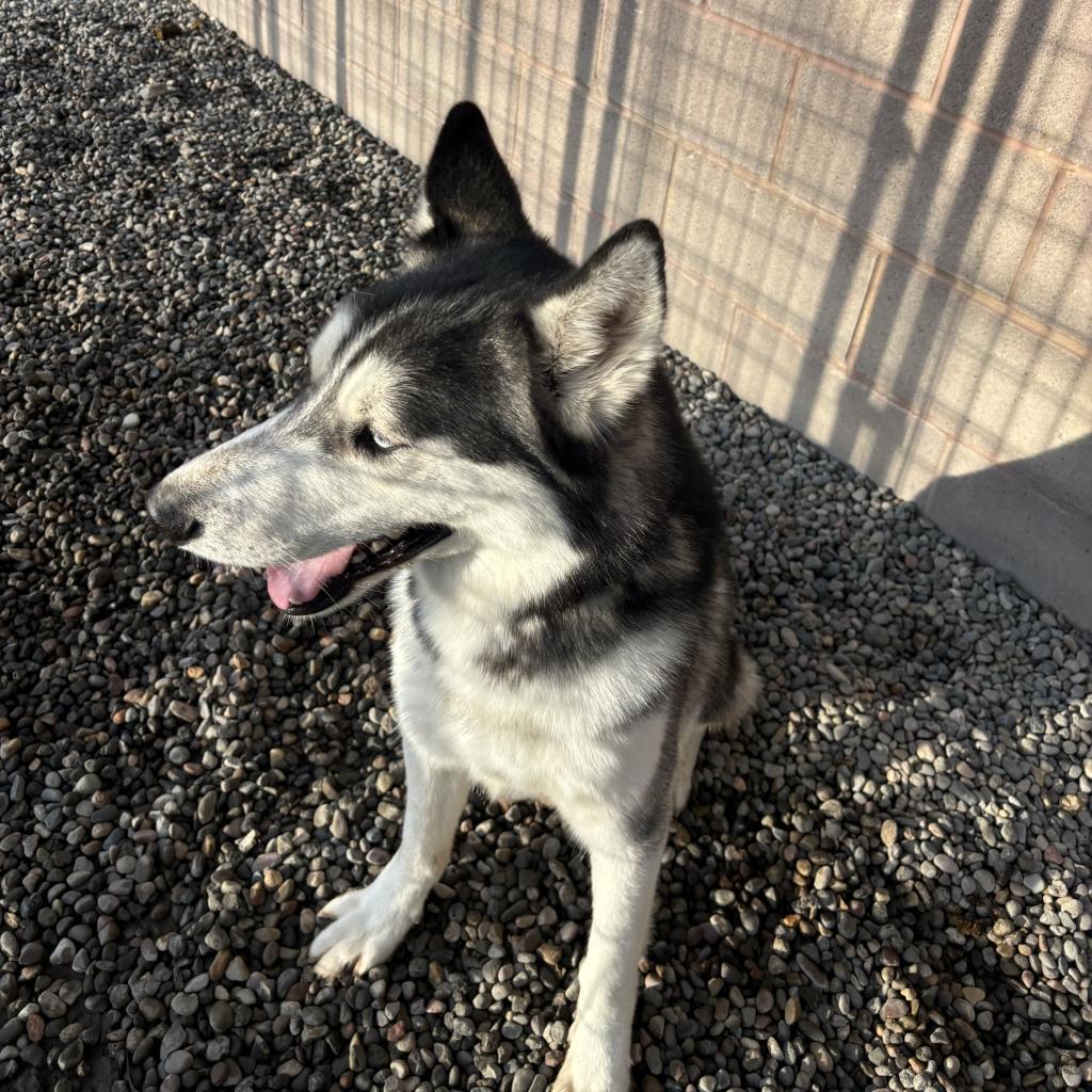 Balto, an adoptable Husky in Rexburg, ID, 83440 | Photo Image 2