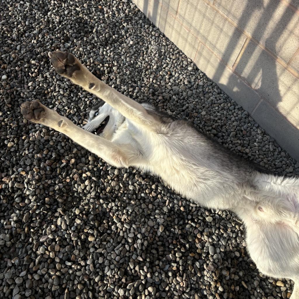 Balto, an adoptable Husky in Rexburg, ID, 83440 | Photo Image 3