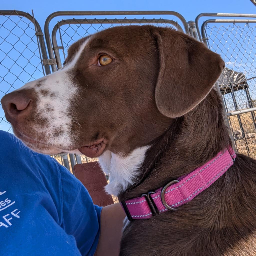 Ledger, an adoptable Labrador Retriever in Show Low, AZ, 85901 | Photo Image 1