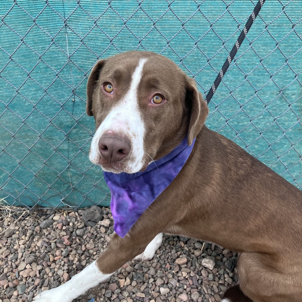 Ledger, an adoptable Anatolian Shepherd in Show Low, AZ, 85901 | Photo Image 1