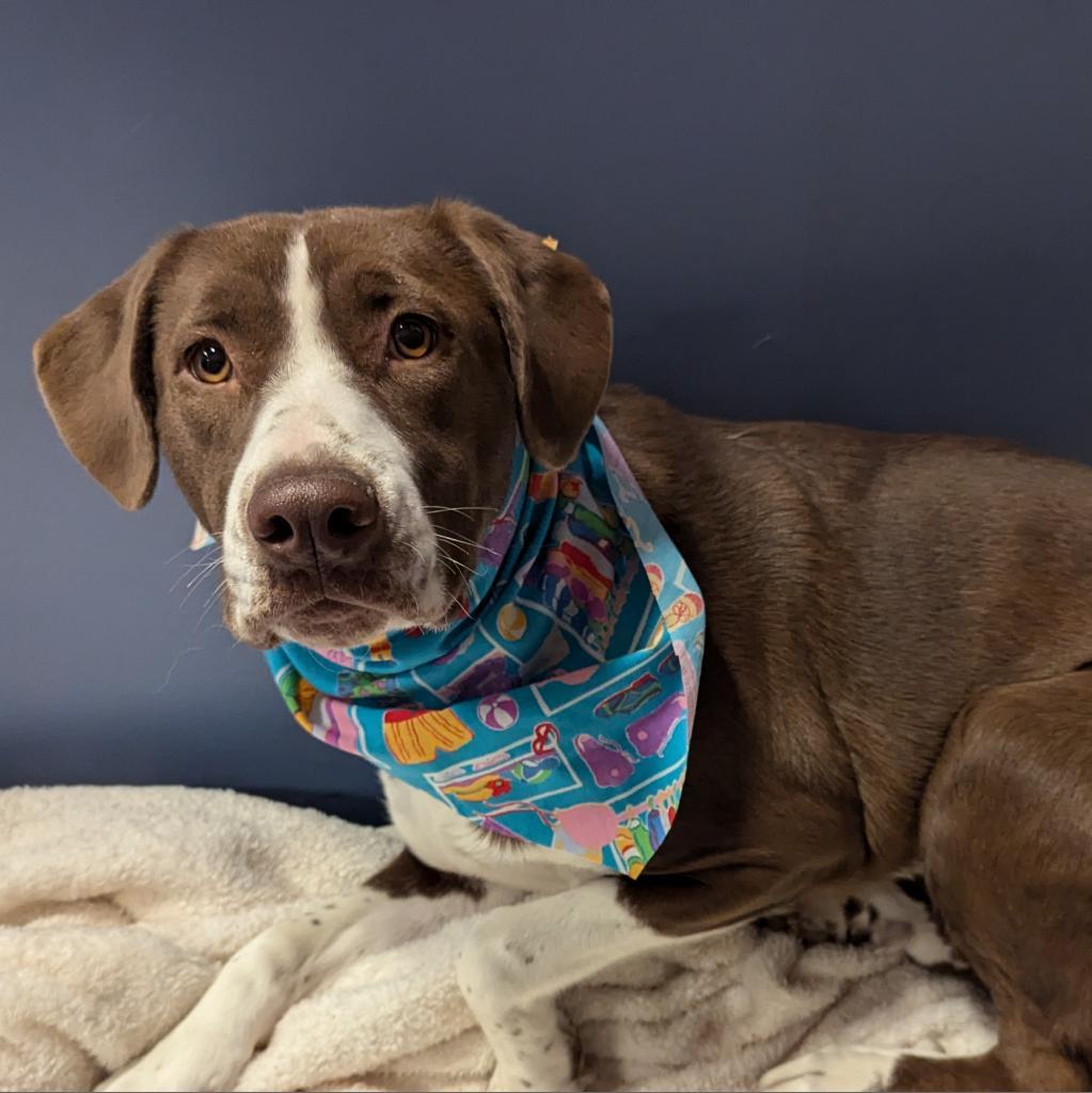 Ledger, an adoptable Labrador Retriever in Show Low, AZ, 85901 | Photo Image 2