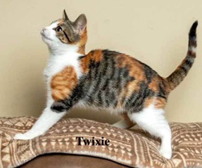 TABBY CALICO COLLECTION