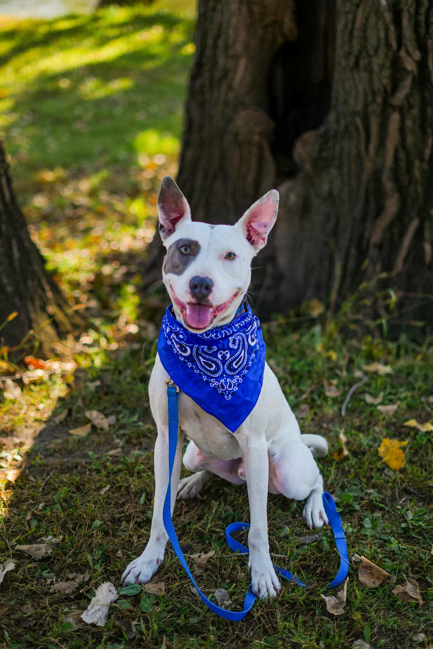 Spuds, an adoptable Staffordshire Bull Terrier, Pit Bull Terrier in Coralville, IA, 52241 | Photo Image 1