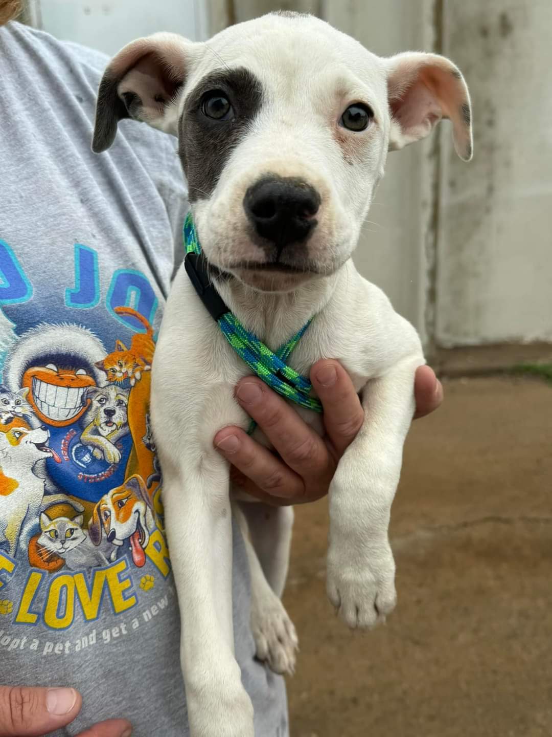 Spuds, an adoptable Staffordshire Bull Terrier, Pit Bull Terrier in Coralville, IA, 52241 | Photo Image 2