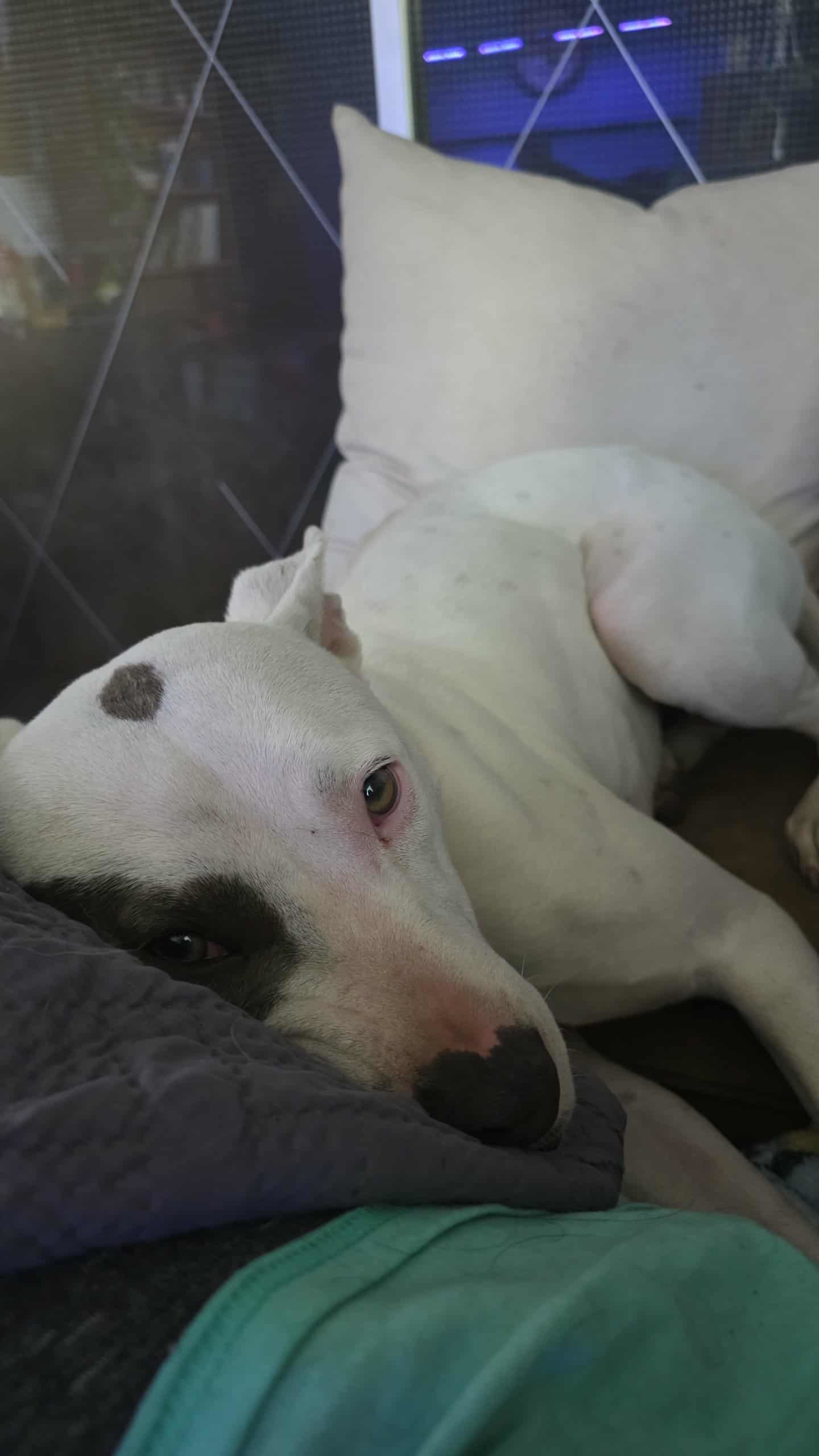 Spuds, an adoptable Staffordshire Bull Terrier, Pit Bull Terrier in Coralville, IA, 52241 | Photo Image 2