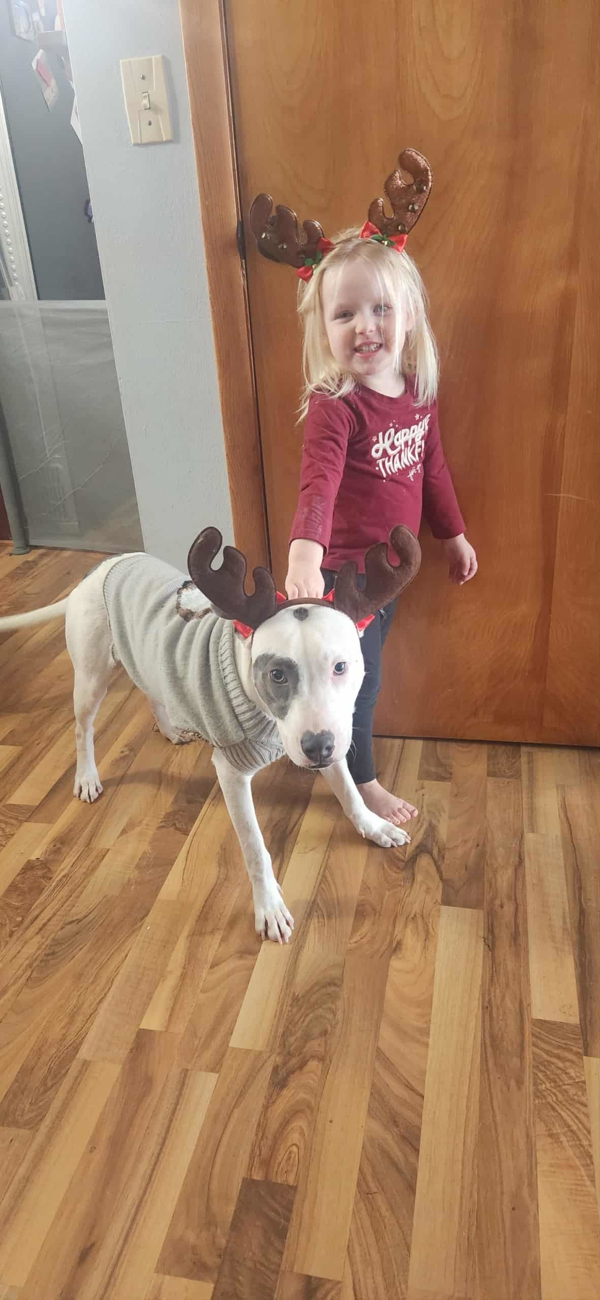 Spuds, an adoptable Staffordshire Bull Terrier, Pit Bull Terrier in Coralville, IA, 52241 | Photo Image 3