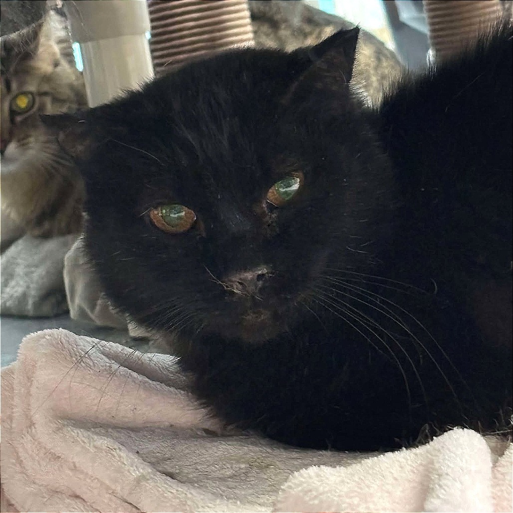 Heath, an adoptable Domestic Short Hair in Sheridan, WY, 82801 | Photo Image 1