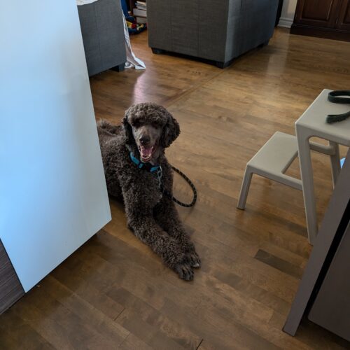 Moe, an adoptable Standard Poodle in Montreal , QC, H3W 3E4 | Photo Image 3