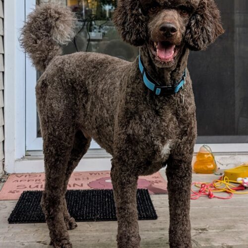 Moe, an adoptable Standard Poodle in Montreal , QC, H3W 3E4 | Photo Image 5