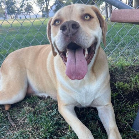 Sylvi, an adoptable Great Dane, Rottweiler in Garden City, KS, 67846 | Photo Image 1