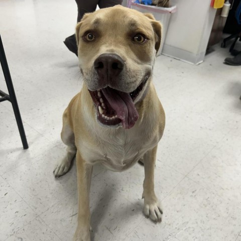 Sylvi, an adoptable Great Dane, Rottweiler in Garden City, KS, 67846 | Photo Image 2