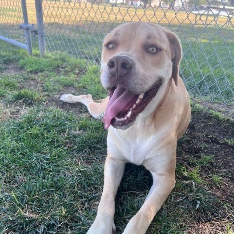 Sylvi, an adoptable Great Dane, Rottweiler in Garden City, KS, 67846 | Photo Image 2