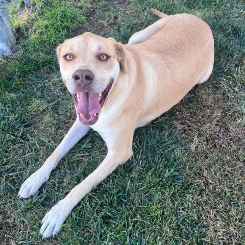 Sylvi, an adoptable Great Dane, Rottweiler in Garden City, KS, 67846 | Photo Image 3