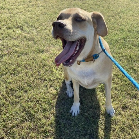 Sylvi, an adoptable Great Dane, Rottweiler in Garden City, KS, 67846 | Photo Image 5