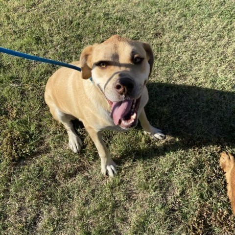 Sylvi, an adoptable Great Dane, Rottweiler in Garden City, KS, 67846 | Photo Image 6