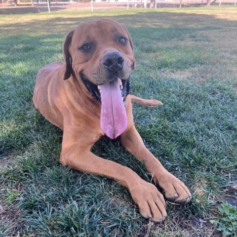 Rambo, an adoptable Great Dane, Rottweiler in Garden City, KS, 67846 | Photo Image 1