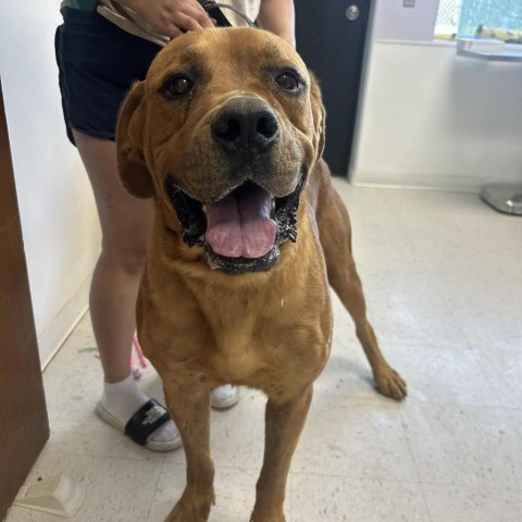 Rambo, an adoptable Great Dane, Rottweiler in Garden City, KS, 67846 | Photo Image 2