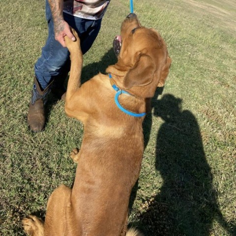 Rambo, an adoptable Great Dane, Rottweiler in Garden City, KS, 67846 | Photo Image 2