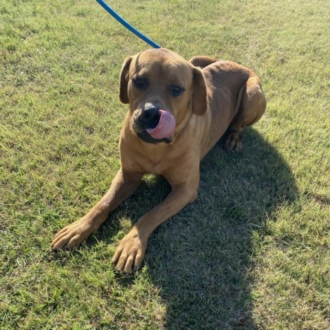 Rambo, an adoptable Great Dane, Rottweiler in Garden City, KS, 67846 | Photo Image 3