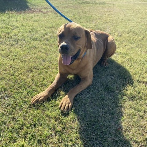 Rambo, an adoptable Great Dane, Rottweiler in Garden City, KS, 67846 | Photo Image 3