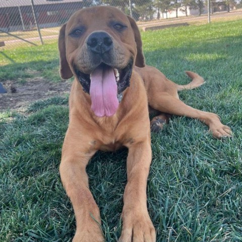 Rambo, an adoptable Great Dane, Rottweiler in Garden City, KS, 67846 | Photo Image 4