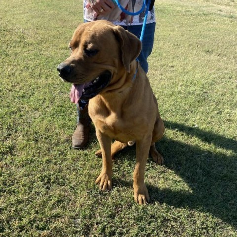 Rambo, an adoptable Great Dane, Rottweiler in Garden City, KS, 67846 | Photo Image 5