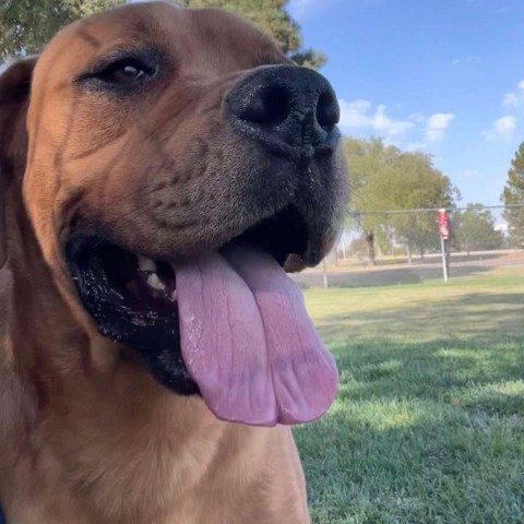 Rambo, an adoptable Great Dane, Rottweiler in Garden City, KS, 67846 | Photo Image 5