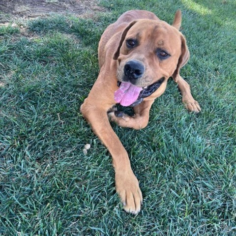 Rambo, an adoptable Great Dane, Rottweiler in Garden City, KS, 67846 | Photo Image 6