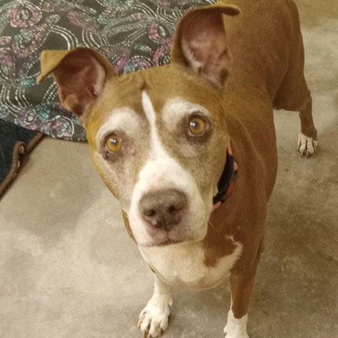 Calliope - Sweet Gentle Pup, Dog Friendly! Adopt $25, an adoptable Pit Bull Terrier in Flagstaff, AZ, 86004 | Photo Image 1