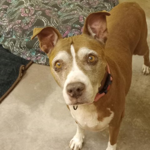 Calliope - Sweet Gentle Pup, Dog Friendly! Adopt $25, an adoptable Pit Bull Terrier in Flagstaff, AZ, 86004 | Photo Image 3