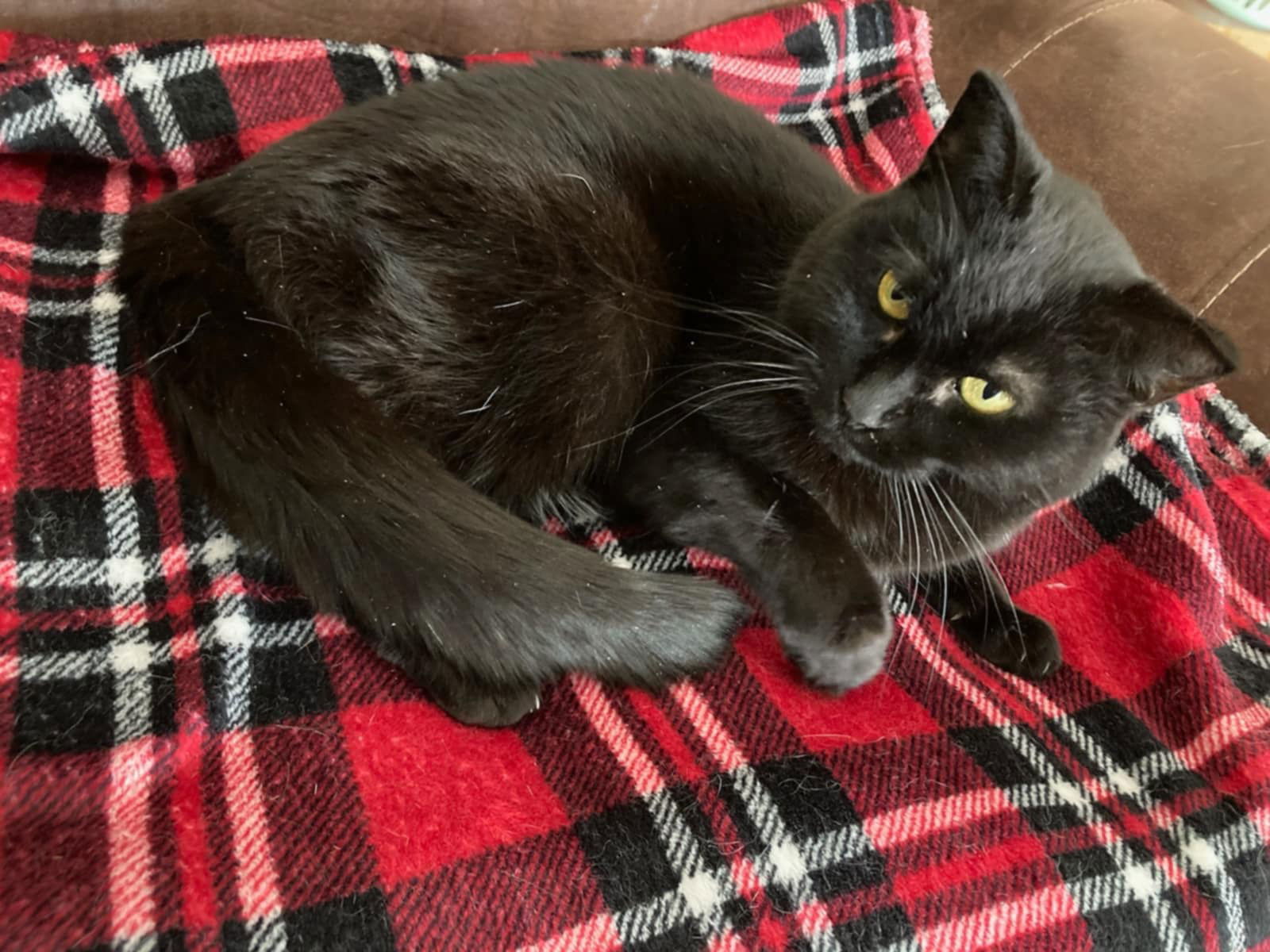 Little Girl, an adoptable Domestic Short Hair in Crystal, MN, 55428 | Photo Image 2