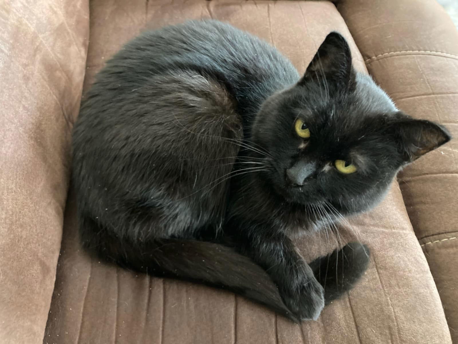 Little Girl, an adoptable Domestic Short Hair in Crystal, MN, 55428 | Photo Image 3