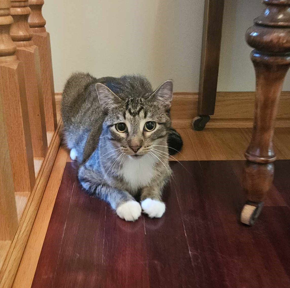 M, an adoptable Domestic Short Hair in Crystal, MN, 55428 | Photo Image 1