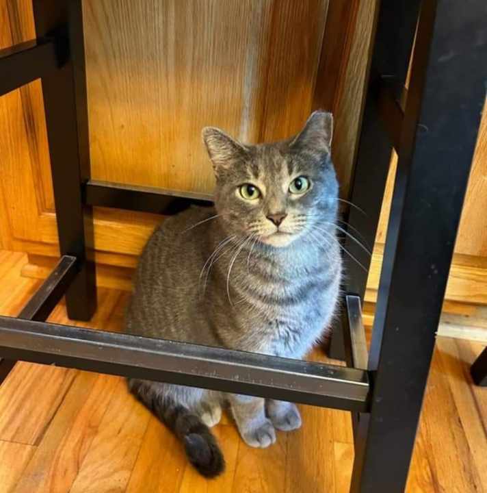 Luna, an adoptable Domestic Short Hair in Crystal, MN, 55428 | Photo Image 1